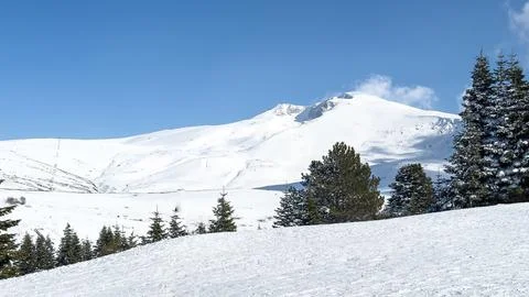 Pine trees in the foreground snowy landscape from Uludag in the background Stock Photos