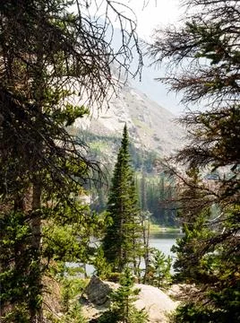 Pine trees in foreground of a vertical crop nature scene. Foto stock