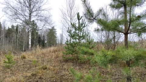 Pine trees in the forest 4K Stock-Footage 291340009