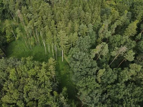 Pine trees in the forest from above Stock Photos