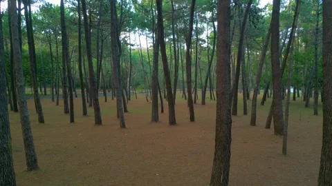 Pine Trees In The Forest. - aerial pullback Stock Footage 252831084