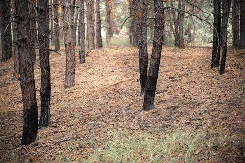 Pine trees forest after the fire. Burnt trees. Nature disaster, climate change Stock Photos