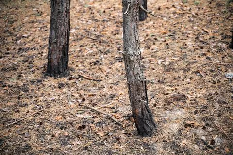 Pine trees forest after the fire. Burnt trees. Nature disaster, climate change Stock Photos