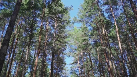 Pine trees in the forest against the sky 스톡 동영상 76612235