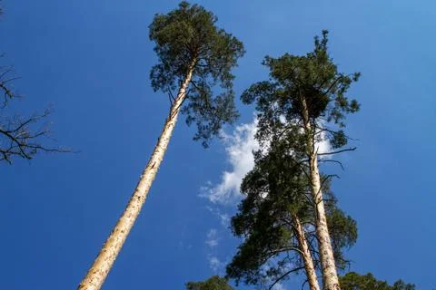 Pine trees in the forest against the sky and clouds. Stock Photos