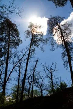 Pine trees in the forest against the sky and clouds. Stock Photos