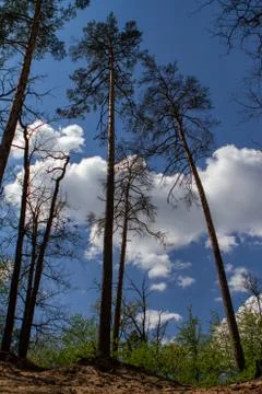 Pine trees in the forest against the sky and clouds. Stock Photos