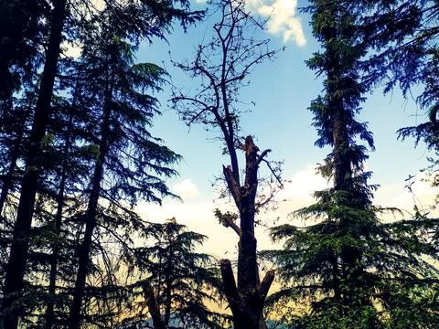 Pine trees forest against sunset sky background Stock Photos