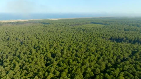 Pine trees forest along the ocean filmed with a drone going forward Stock Footage 274274383