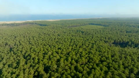 Pine trees forest and the ocean in the background filmed with a drone Stock Footage 274259835