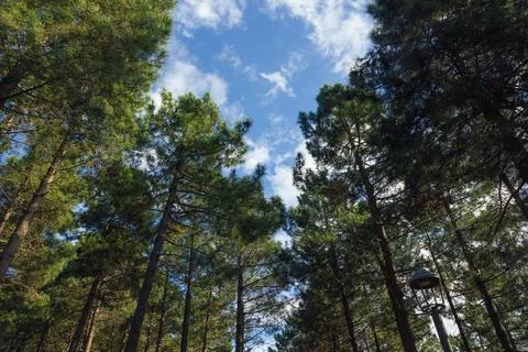 Pine trees in the forest and partly cloudy sky. Carbon neutrality concept pho Stock Photos