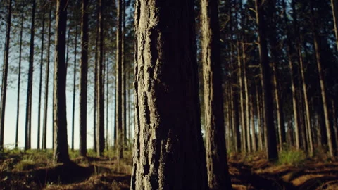 Pine Trees Forest and a Sun Flare bouncing off of bark Stock Footage 278795402