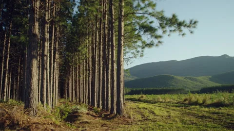 Pine Trees Forest and a Sun Flare Stock Footage 278797244