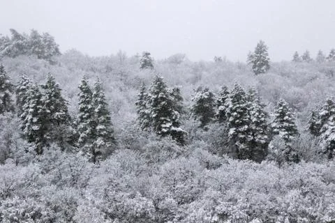 Pine trees forest and wild during snowfall, snow on the branch, snowy pine tr Stock Photos