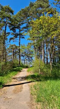 Pine trees of the forest area on a sunny warm May day Foto stock