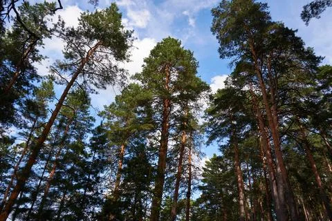 Pine trees in the forest on a background of blue sky Stock Photos