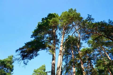 Pine trees in the forest on a background of blue sky Stock Photos