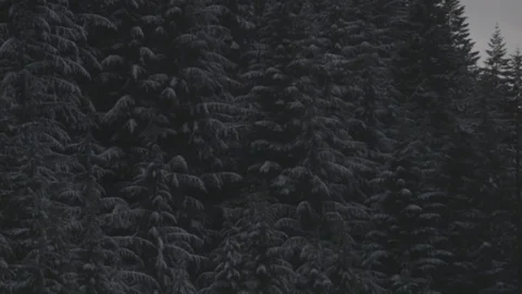 Pine trees in forest with beautiful mountains during winter Stock Footage 83866410