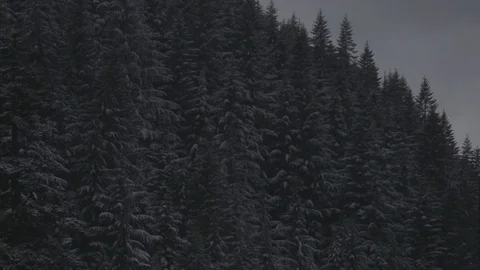 Pine trees in forest with beautiful mountains during winter Stock Footage 83866419