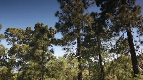 Pine trees forest with birds sound Stock Footage 130785047