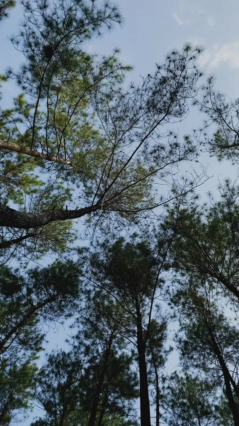 Pine trees in the forest on the blue sky background. Stock Footage 292576207
