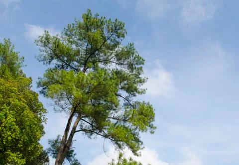 Pine trees in the forest with blue sky Stock Photos