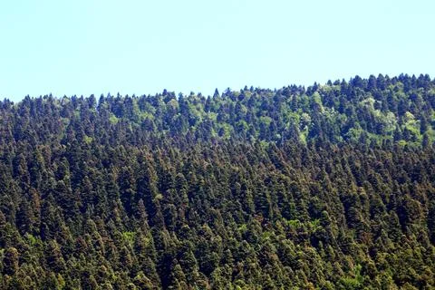 Pine trees in the forest. Bolu,Turkey Stock Photos