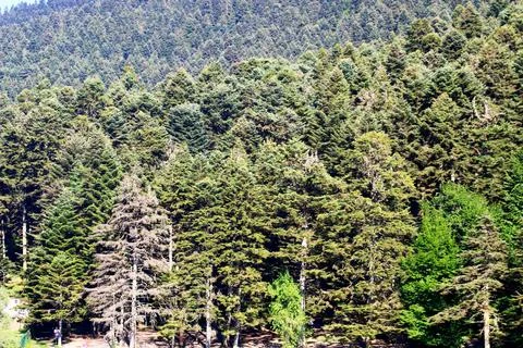 Pine trees in the forest. Bolu,Turkey Stock Photos