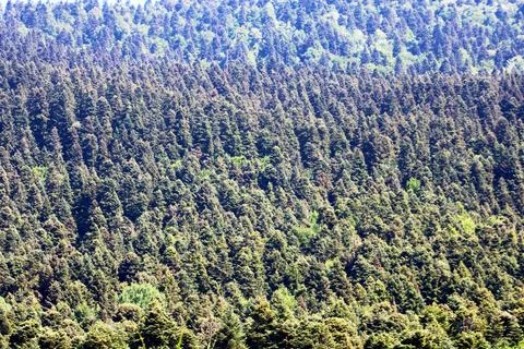 Pine trees in the forest. Bolu,Turkey Stock Photos