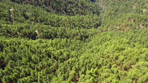 Pine trees forest. Canary pine trees. Tenerife. Aerial. Drone. 1 Video stock 196728109