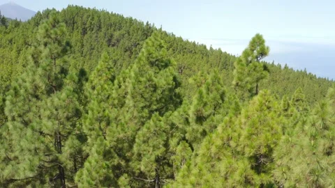 Pine trees forest. Canary pine trees. Tenerife. Aerial. Drone. 2 Stock Footage 196728911