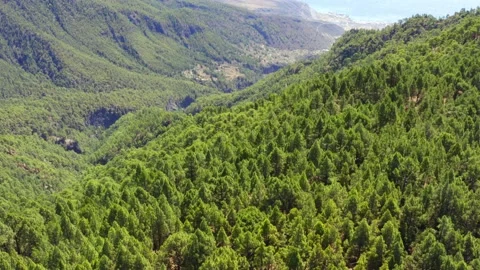 Pine trees forest. Canary pine trees. Tenerife. Aerial. Drone. Stock Footage 196729607