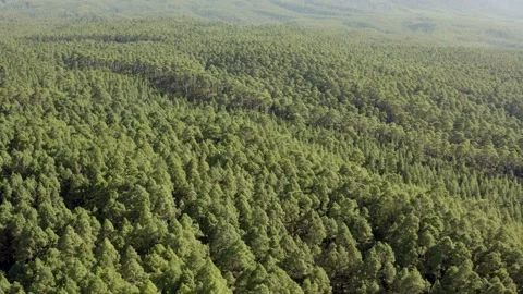 Pine trees forest. Canary pine trees. Tenerife. Aerial. Drone. 2 Stock Footage 197992447