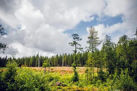 Pine trees in a forest clearing in the summer Stock Photos
