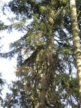 Pine trees in the forest, close-up, top view Stock Photos