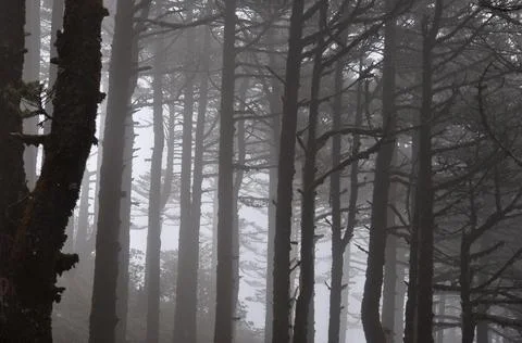 Pine trees forest covered with silvery fog Stock Photos