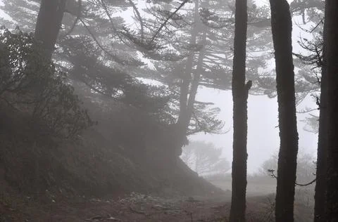Pine trees forest covered with silvery fog Stock Photos