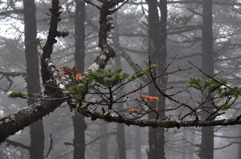 Pine trees forest covered with silvery mist and fog Stock Photos