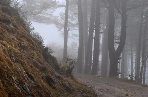 Pine trees forest covered with silvery fog Stock Photos