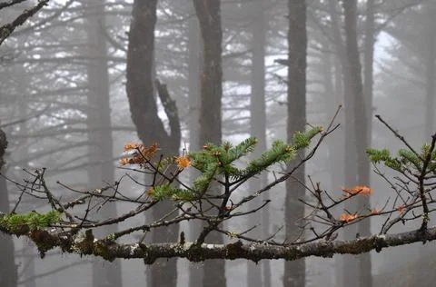 Pine trees forest covered with silvery mist and fog Stock Photos