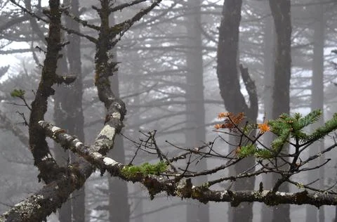 Pine trees forest covered with silvery mist and fog Stock Photos