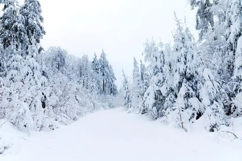 Pine trees in forest covered with snow on frosty evening. Beautiful stunning Stock Photos