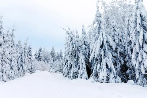 Pine trees in forest covered with snow on frosty evening. Beautiful stunning Stock Photos