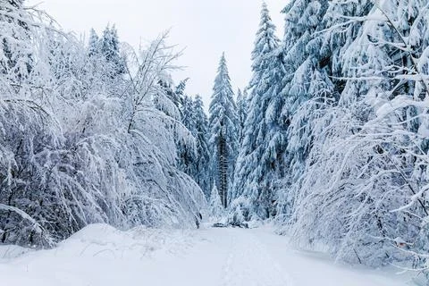 Pine trees in forest covered with snow on frosty evening. Beautiful stunning Stock Photos