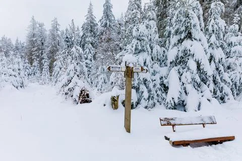 Pine trees in forest covered with snow on frosty evening. Beautiful stunning Stock-Fotos