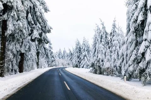 Pine trees in forest covered with snow on frosty evening. Beautiful stunning Stock Photos