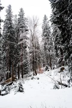Pine trees forest covered snow Stock Photos
