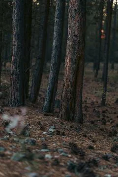 Pine trees in a forest during autumn Stock Photos