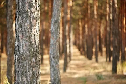 Pine trees in a forest during autumn with sunlight Stock Photos