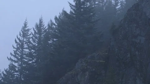 Pine trees in forest during snowfall Stock Footage 83866166